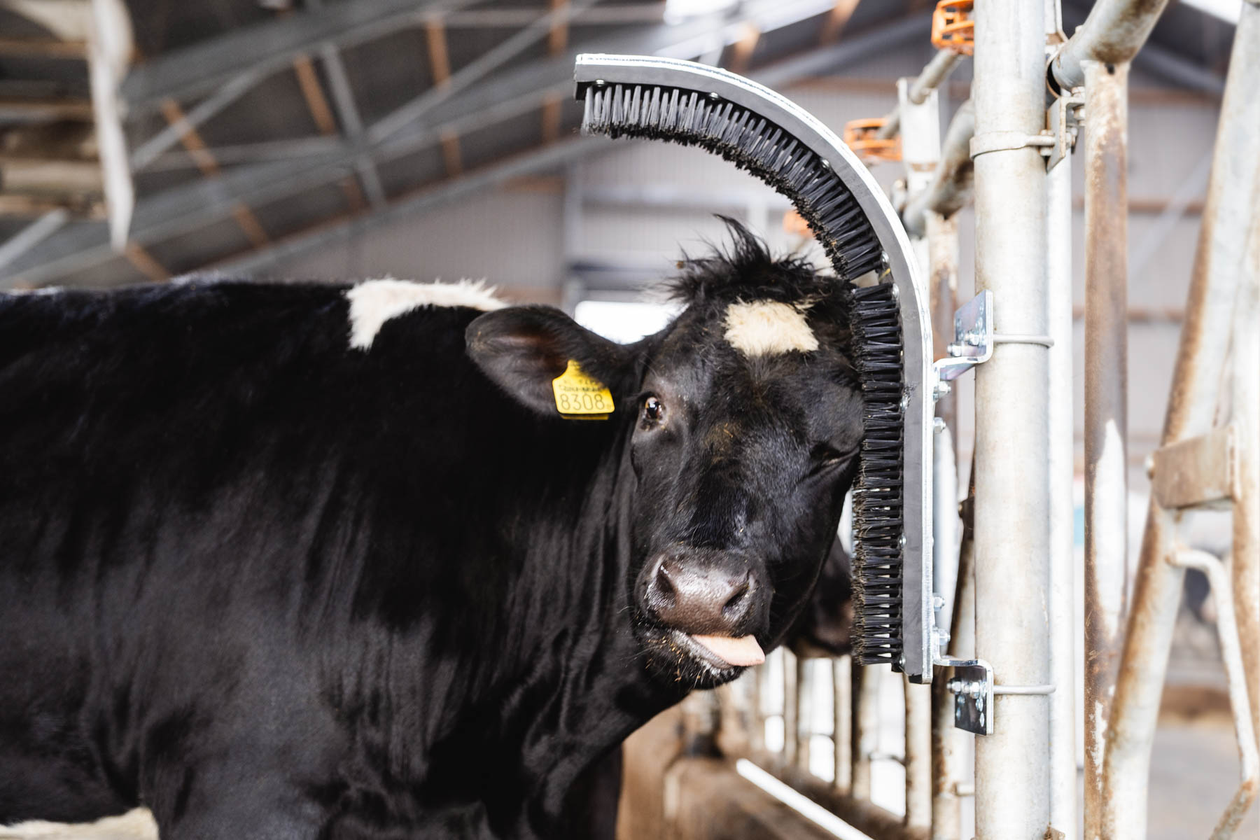 Koe gebruikt een borstel voor natuurlijk borstelgedrag